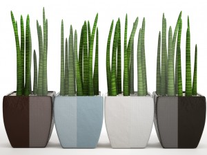 sansevieria cylindrica set 3D Model