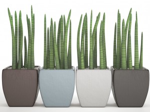 sansevieria cylindrica set 3D Model