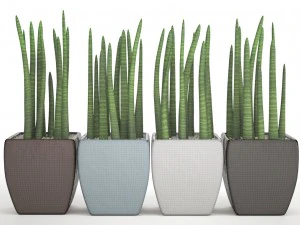 sansevieria cylindrica set 3D Model