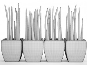 sansevieria cylindrica set 3D Model