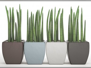 sansevieria cylindrica set 3D Model
