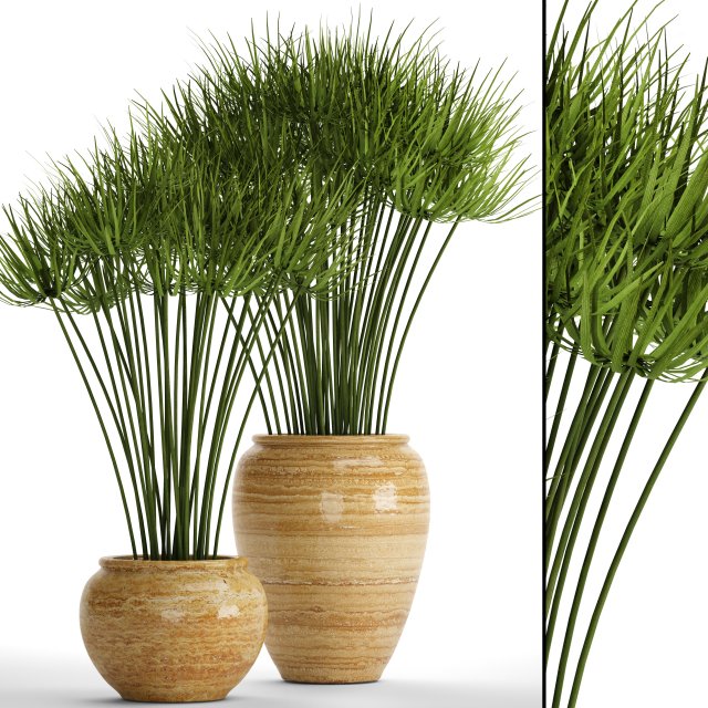cyperus alternifolius 3D Модель .c4d .max .obj .3ds .fbx .stl .blend 