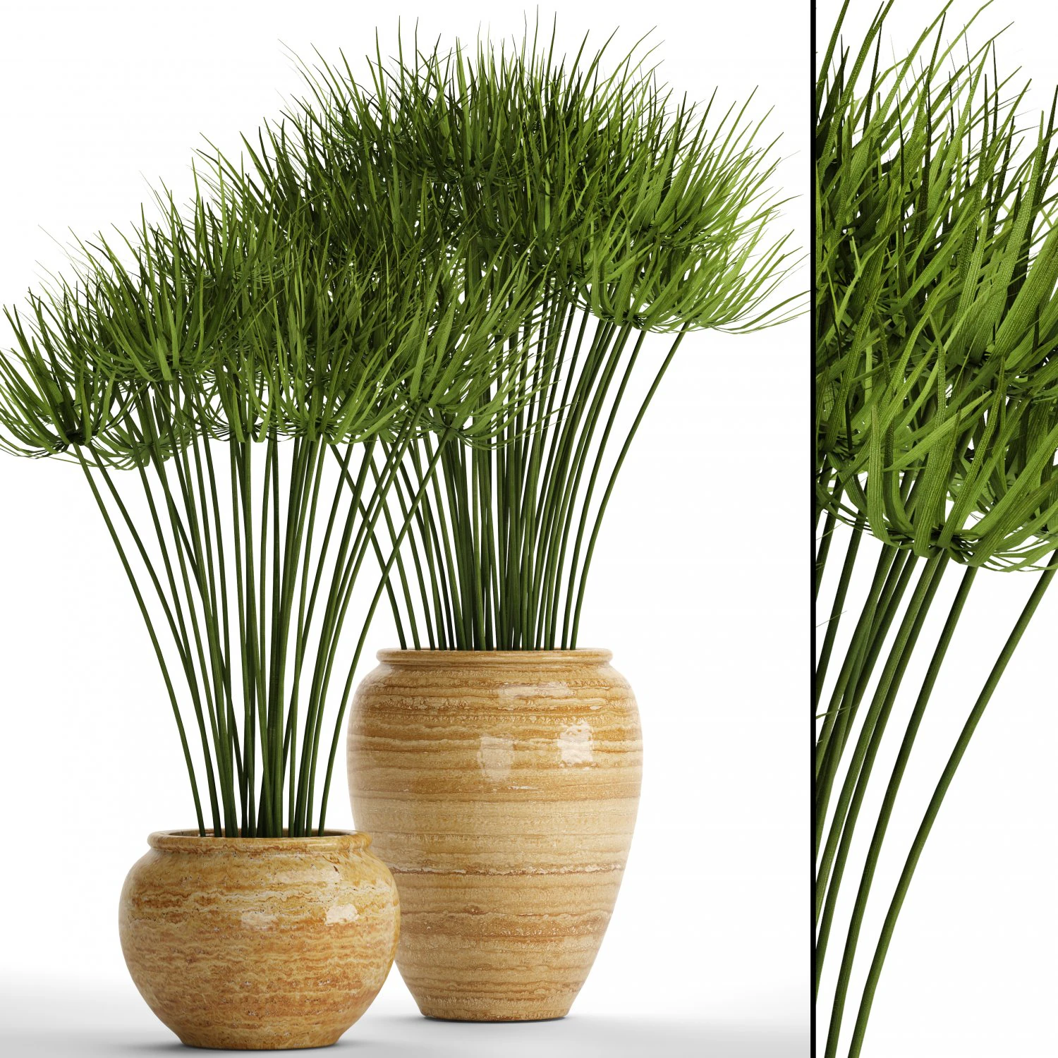 Cyperus alternifolius Modelo 3D .c4d .max .obj .3ds .fbx .stl .blend 