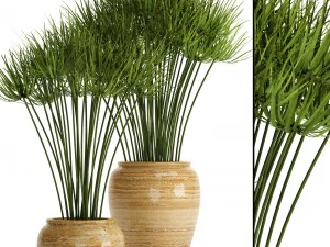 साइपरस अल्टरनिफोलियस 3D मॉडल