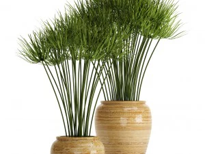 Cyperus alternifolius Modelo 3D