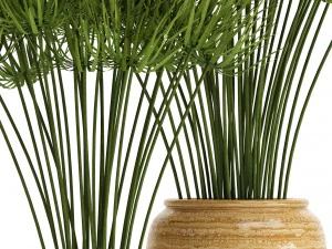 Cyperus alternifolius Modelo 3D