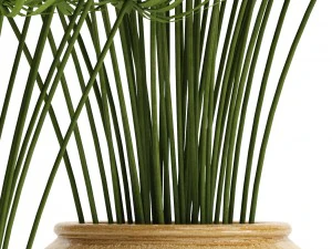 Cyperus alternifolius Modelo 3D