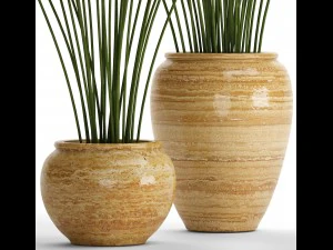 Cyperus alternifolius Modelo 3D