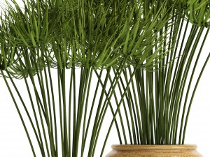 cyperus alternifolius 3D Модель