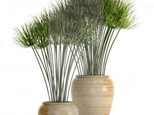 Cyperus alternifolius Modelo 3D