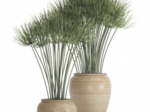 cyperus alternifolius 3D Модель