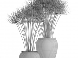 cyperus alternifolius 3D Модель