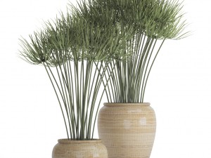 cyperus alternifolius 3D Модель