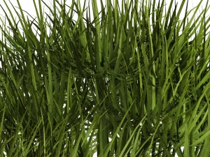 Cyperus alternifolius Modelo 3D
