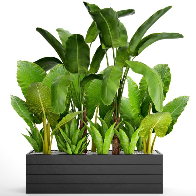 tropical plants in flowerpot 3Dモデル .c4d .max .obj .3ds .fbx .stl .blend 