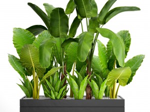 tropical plants in flowerpot 3D Model