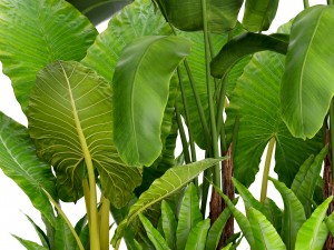 tropical plants in flowerpot 3Dモデル
