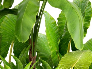 tropical plants in flowerpot 3Dモデル