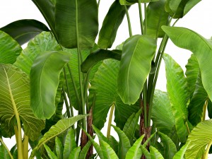 tropical plants in flowerpot 3Dモデル