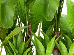 tropical plants in flowerpot 3Dモデル