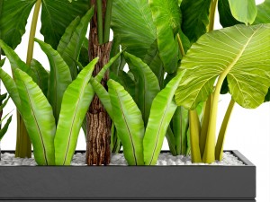 tropical plants in flowerpot 3Dモデル
