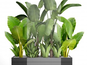tropical plants in flowerpot 3Dモデル