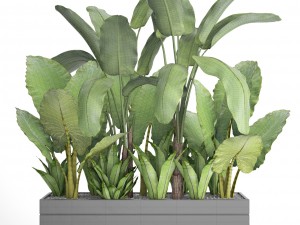 tropical plants in flowerpot 3Dモデル