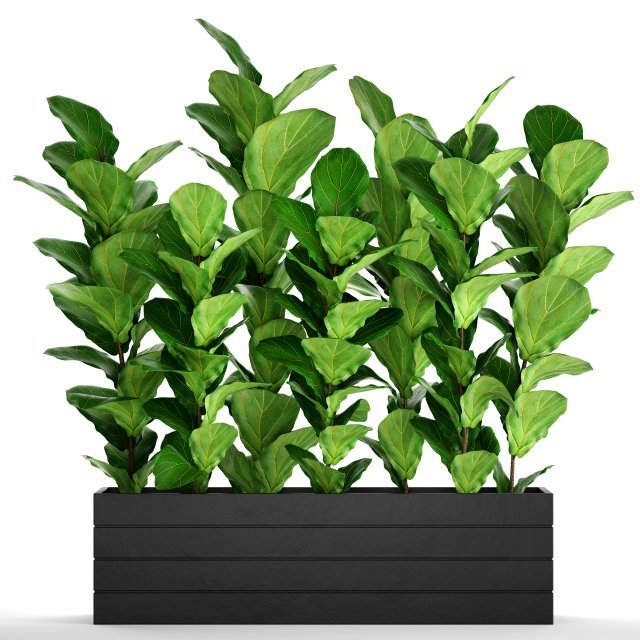 ficus lyrata trees 3D मॉडल .c4d .max .obj .3ds .fbx .stl .blend 