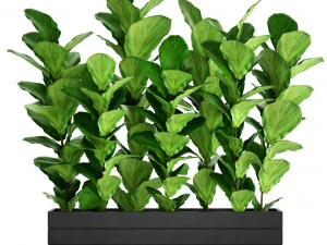 무화과 나무 lyrata 나무 3D 모델