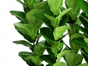 ficus lyrata trees 3D Model