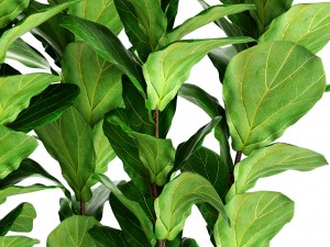 ficus lyrata trees 3D मॉडल