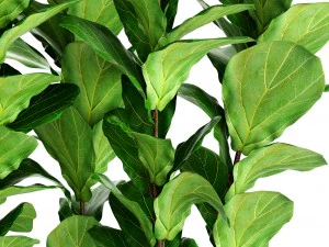 ficus lyrata trees 3D Model