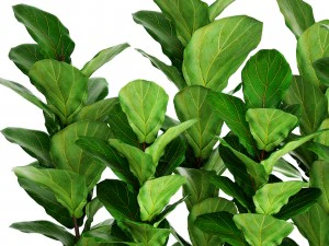 ficus lyrata trees 3D Model