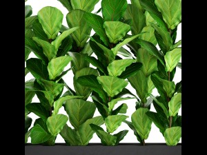 ficus lyrata trees 3D मॉडल