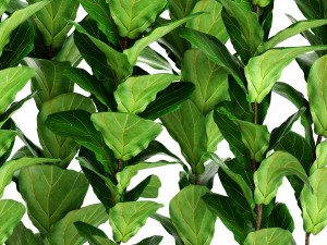 ficus lyrata trees 3D मॉडल