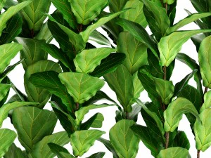 ficus lyrata trees 3D Model