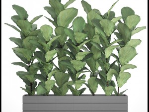 ficus lyrata trees 3D मॉडल