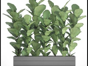 ficus lyrata trees 3D Model