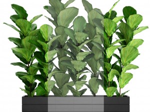 ficus lyrata trees 3D मॉडल