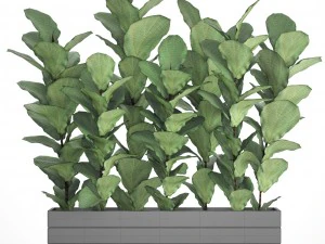 ficus lyrata trees 3D Model