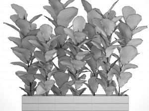 ficus lyrata trees 3D मॉडल