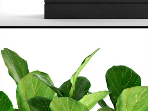 ficus lyrata trees 3D Model