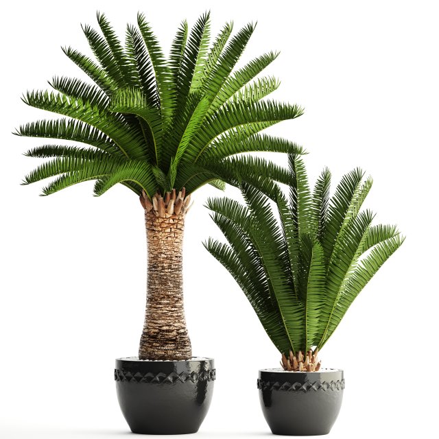phoenix canariensis 3D Model .c4d .max .obj .3ds .fbx .stl .blend 