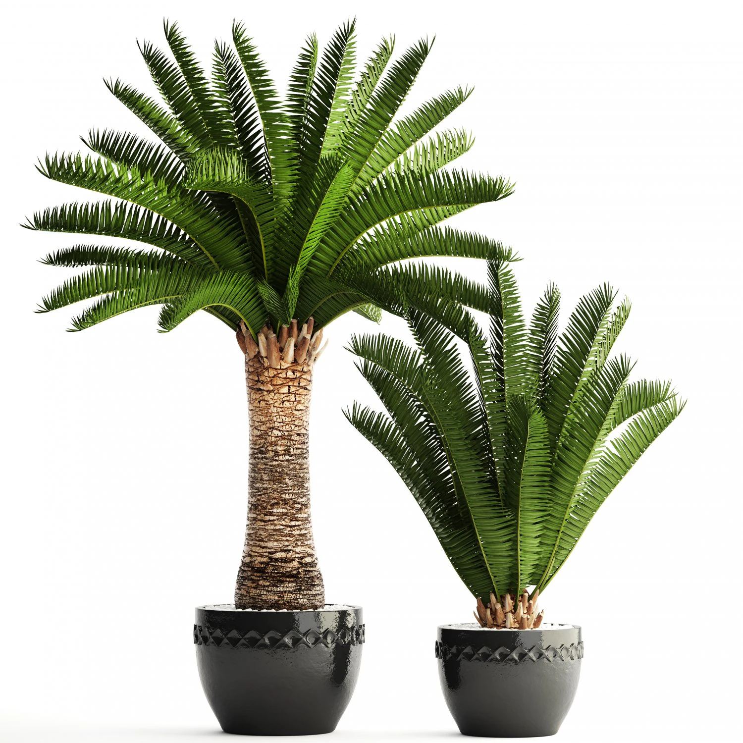 phoenix canariensis 3D Model .c4d .max .obj .3ds .fbx .stl .blend 