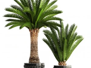 fenice canariensis Modello 3D