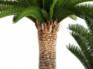 phoenix canariensis 3D Model