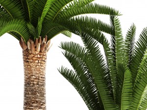 phoenix canariensis 3D Model