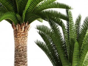 phoenix canariensis 3D Model