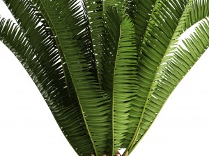 phoenix canariensis 3D Model