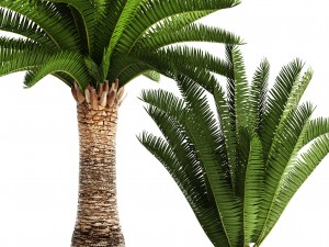 phoenix canariensis 3D Model